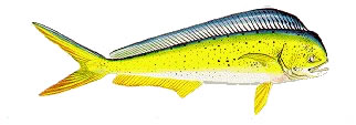 Dorado