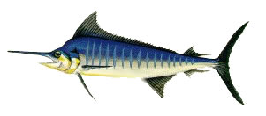 Marlin