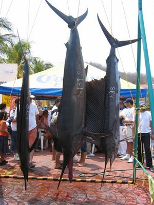 Peces Ganadores